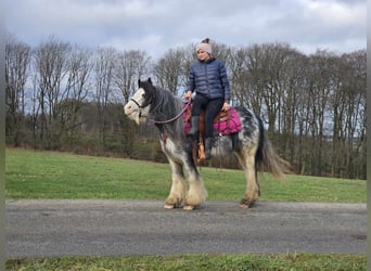 Cob Irlandese / Tinker / Gypsy Vanner, Giumenta, 8 Anni, 139 cm, Tovero-tutti i colori