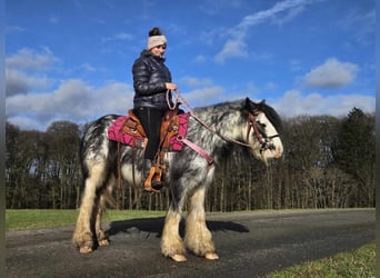 Cob Irlandese / Tinker / Gypsy Vanner, Giumenta, 8 Anni, 139 cm, Tovero-tutti i colori