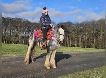 Cob Irlandese / Tinker / Gypsy Vanner, Giumenta, 8 Anni, 139 cm, Tovero-tutti i colori