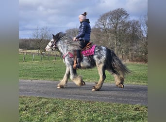 Cob Irlandese / Tinker / Gypsy Vanner, Giumenta, 8 Anni, 139 cm, Tovero-tutti i colori