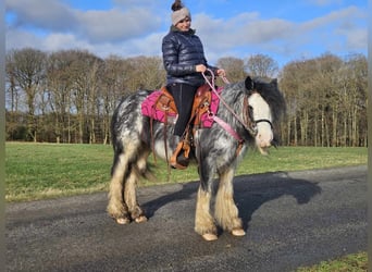 Cob Irlandese / Tinker / Gypsy Vanner, Giumenta, 8 Anni, 139 cm, Tovero-tutti i colori