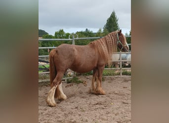 Cob Irlandese / Tinker / Gypsy Vanner, Giumenta, 8 Anni, 141 cm, Sauro