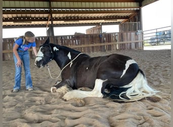 Cob Irlandese / Tinker / Gypsy Vanner, Giumenta, 8 Anni, 142 cm, Tobiano-tutti i colori