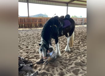 Cob Irlandese / Tinker / Gypsy Vanner, Giumenta, 8 Anni, 142 cm, Tobiano-tutti i colori