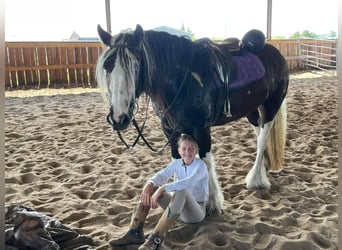 Cob Irlandese / Tinker / Gypsy Vanner, Giumenta, 8 Anni, 142 cm, Tobiano-tutti i colori