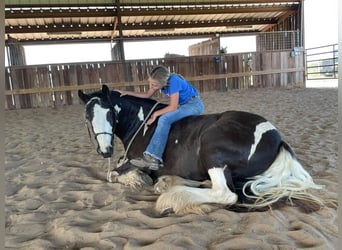 Cob Irlandese / Tinker / Gypsy Vanner, Giumenta, 8 Anni, 142 cm, Tobiano-tutti i colori