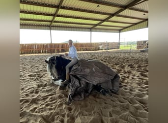 Cob Irlandese / Tinker / Gypsy Vanner, Giumenta, 8 Anni, 142 cm, Tobiano-tutti i colori