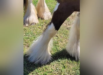 Cob Irlandese / Tinker / Gypsy Vanner, Giumenta, 8 Anni, 142 cm, Tobiano-tutti i colori