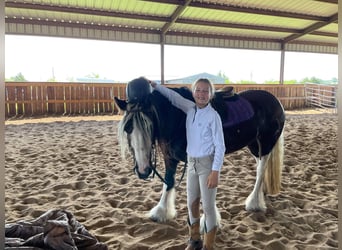 Cob Irlandese / Tinker / Gypsy Vanner, Giumenta, 8 Anni, 142 cm, Tobiano-tutti i colori