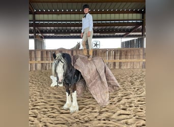 Cob Irlandese / Tinker / Gypsy Vanner, Giumenta, 8 Anni, 142 cm, Tobiano-tutti i colori