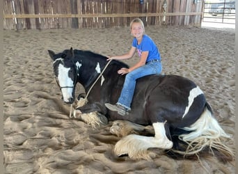 Cob Irlandese / Tinker / Gypsy Vanner, Giumenta, 8 Anni, 142 cm, Tobiano-tutti i colori