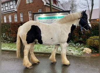 Cob Irlandese / Tinker / Gypsy Vanner, Giumenta, 8 Anni, 143 cm, Pezzato