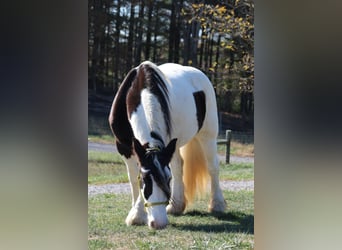 Cob Irlandese / Tinker / Gypsy Vanner, Giumenta, 8 Anni, 150 cm