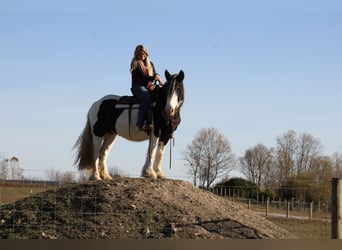 Cob Irlandese / Tinker / Gypsy Vanner, Giumenta, 8 Anni, 150 cm