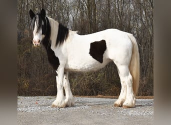 Cob Irlandese / Tinker / Gypsy Vanner, Giumenta, 8 Anni, 150 cm