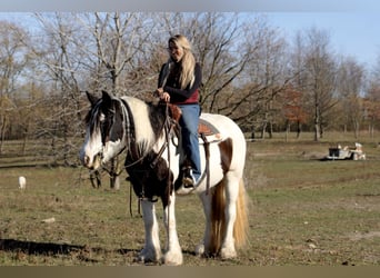 Cob Irlandese / Tinker / Gypsy Vanner, Giumenta, 8 Anni, 150 cm