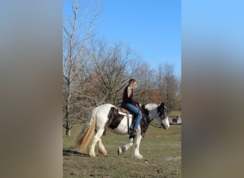 Cob Irlandese / Tinker / Gypsy Vanner, Giumenta, 8 Anni, 150 cm