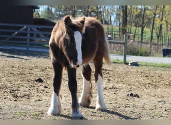 Cob Irlandese / Tinker / Gypsy Vanner, Giumenta, 8 Anni, 150 cm