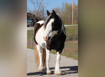 Cob Irlandese / Tinker / Gypsy Vanner, Giumenta, 8 Anni, 150 cm