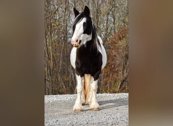 Cob Irlandese / Tinker / Gypsy Vanner, Giumenta, 8 Anni, 150 cm