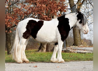 Cob Irlandese / Tinker / Gypsy Vanner, Giumenta, 8 Anni, 150 cm