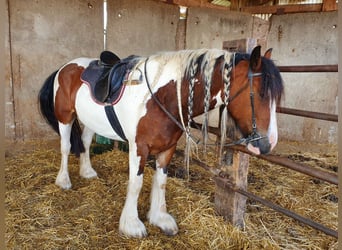 Cob Irlandese / Tinker / Gypsy Vanner, Giumenta, 8 Anni, 154 cm, Pezzato