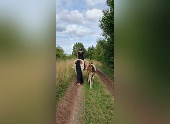 Cob Irlandese / Tinker / Gypsy Vanner, Giumenta, 8 Anni, 154 cm, Pezzato