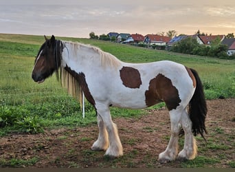 Cob Irlandese / Tinker / Gypsy Vanner, Giumenta, 8 Anni, 154 cm, Pezzato