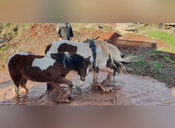 Cob Irlandese / Tinker / Gypsy Vanner, Giumenta, 8 Anni, 154 cm, Pezzato