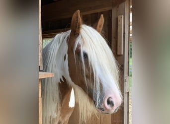 Cob Irlandese / Tinker / Gypsy Vanner, Giumenta, 8 Anni, 155 cm, Pezzato