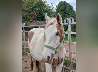 Cob Irlandese / Tinker / Gypsy Vanner, Giumenta, 8 Anni, 155 cm, Sauro