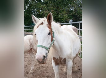 Cob Irlandese / Tinker / Gypsy Vanner, Giumenta, 8 Anni, 155 cm, Sauro