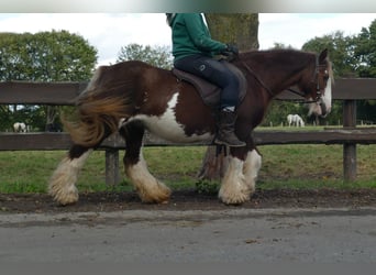 Cob Irlandese / Tinker / Gypsy Vanner, Giumenta, 9 Anni, 128 cm, Sauro