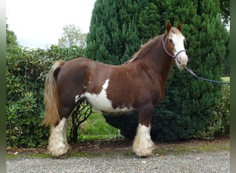 Cob Irlandese / Tinker / Gypsy Vanner, Giumenta, 9 Anni, 128 cm, Sauro