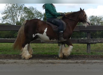 Cob Irlandese / Tinker / Gypsy Vanner, Giumenta, 9 Anni, 128 cm, Sauro