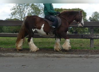 Cob Irlandese / Tinker / Gypsy Vanner, Giumenta, 9 Anni, 128 cm, Sauro