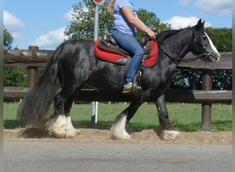 Cob Irlandese / Tinker / Gypsy Vanner, Giumenta, 9 Anni, 129 cm, Morello