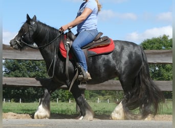 Cob Irlandese / Tinker / Gypsy Vanner, Giumenta, 9 Anni, 129 cm, Morello