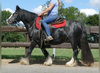 Cob Irlandese / Tinker / Gypsy Vanner, Giumenta, 9 Anni, 129 cm, Morello