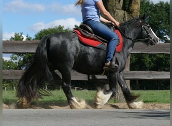 Cob Irlandese / Tinker / Gypsy Vanner, Giumenta, 9 Anni, 129 cm, Morello