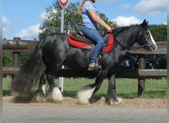 Cob Irlandese / Tinker / Gypsy Vanner, Giumenta, 9 Anni, 129 cm, Morello