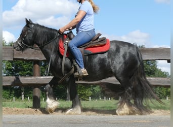 Cob Irlandese / Tinker / Gypsy Vanner, Giumenta, 9 Anni, 129 cm, Morello