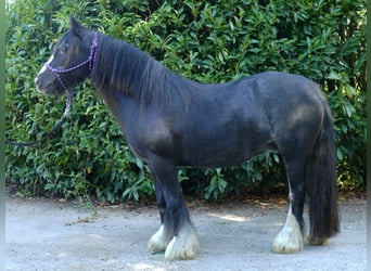 Cob Irlandese / Tinker / Gypsy Vanner, Giumenta, 9 Anni, 129 cm, Morello