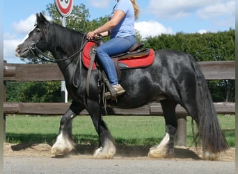 Cob Irlandese / Tinker / Gypsy Vanner, Giumenta, 9 Anni, 129 cm, Morello