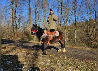 Cob Irlandese / Tinker / Gypsy Vanner, Giumenta, 9 Anni, 132 cm, Baio