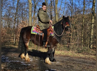 Cob Irlandese / Tinker / Gypsy Vanner, Giumenta, 9 Anni, 132 cm, Baio