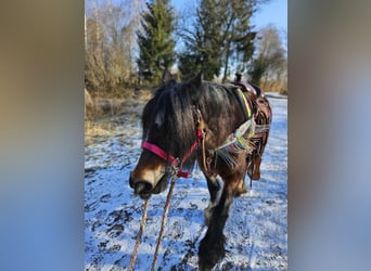 Cob Irlandese / Tinker / Gypsy Vanner, Giumenta, 9 Anni, 132 cm, Baio