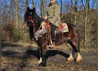 Cob Irlandese / Tinker / Gypsy Vanner, Giumenta, 9 Anni, 132 cm, Baio