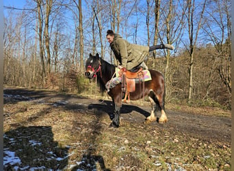 Cob Irlandese / Tinker / Gypsy Vanner, Giumenta, 9 Anni, 132 cm, Baio