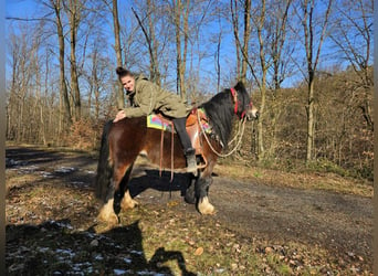 Cob Irlandese / Tinker / Gypsy Vanner, Giumenta, 9 Anni, 132 cm, Baio